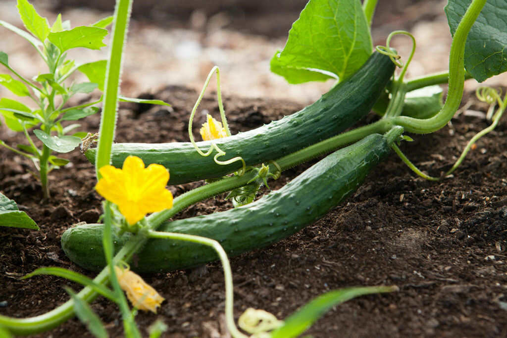 gardening